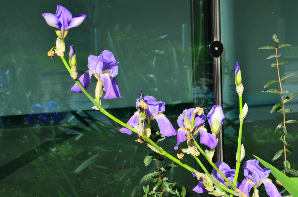 Irises in December