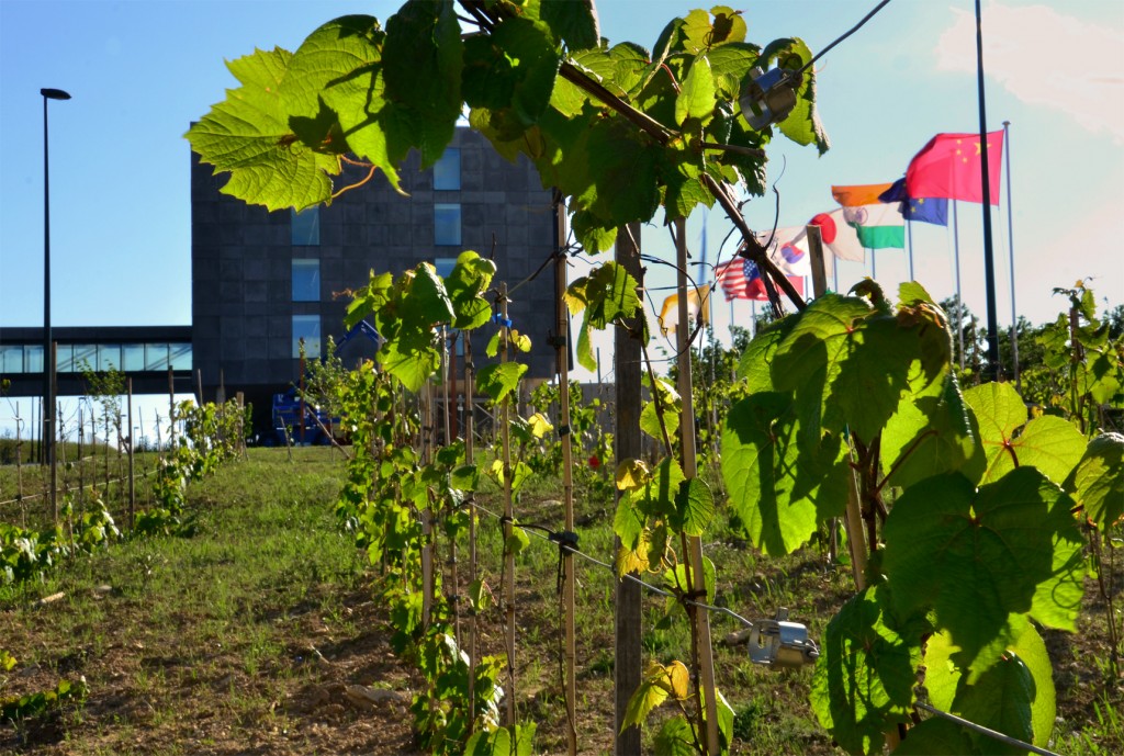 The other harvest of ITER